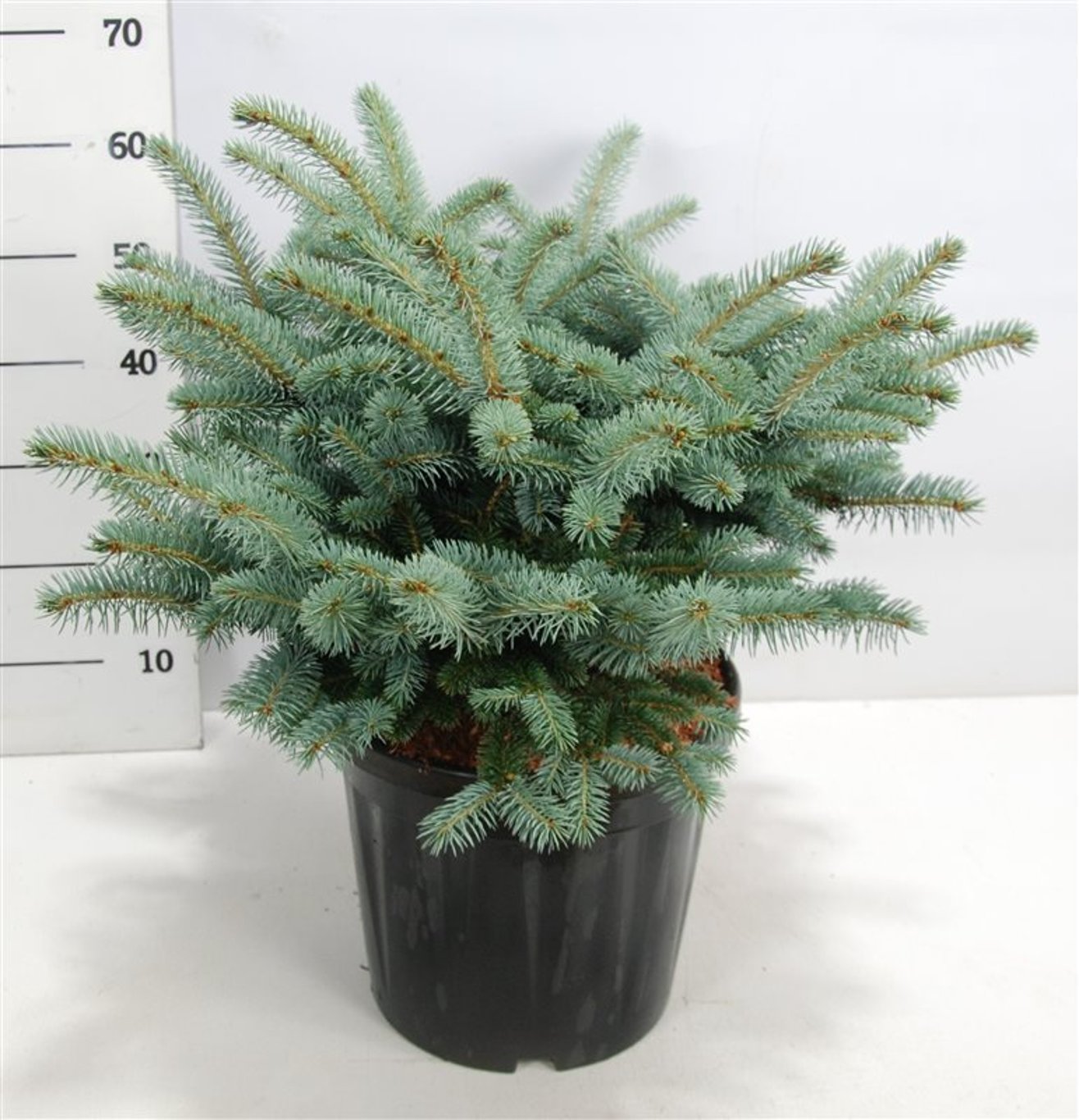 Picea pungens 'Glauca Globosa' - C20 40-50 CM